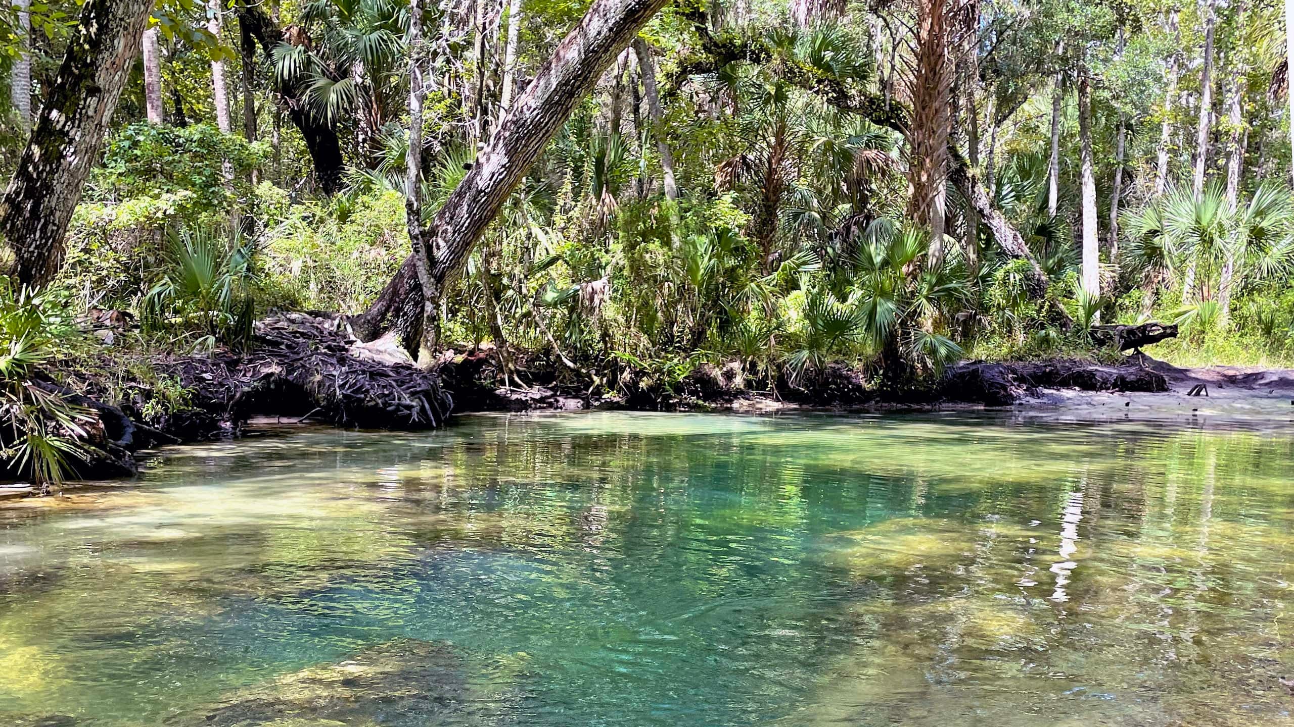 The Chassahowitzka River Kayak Trail