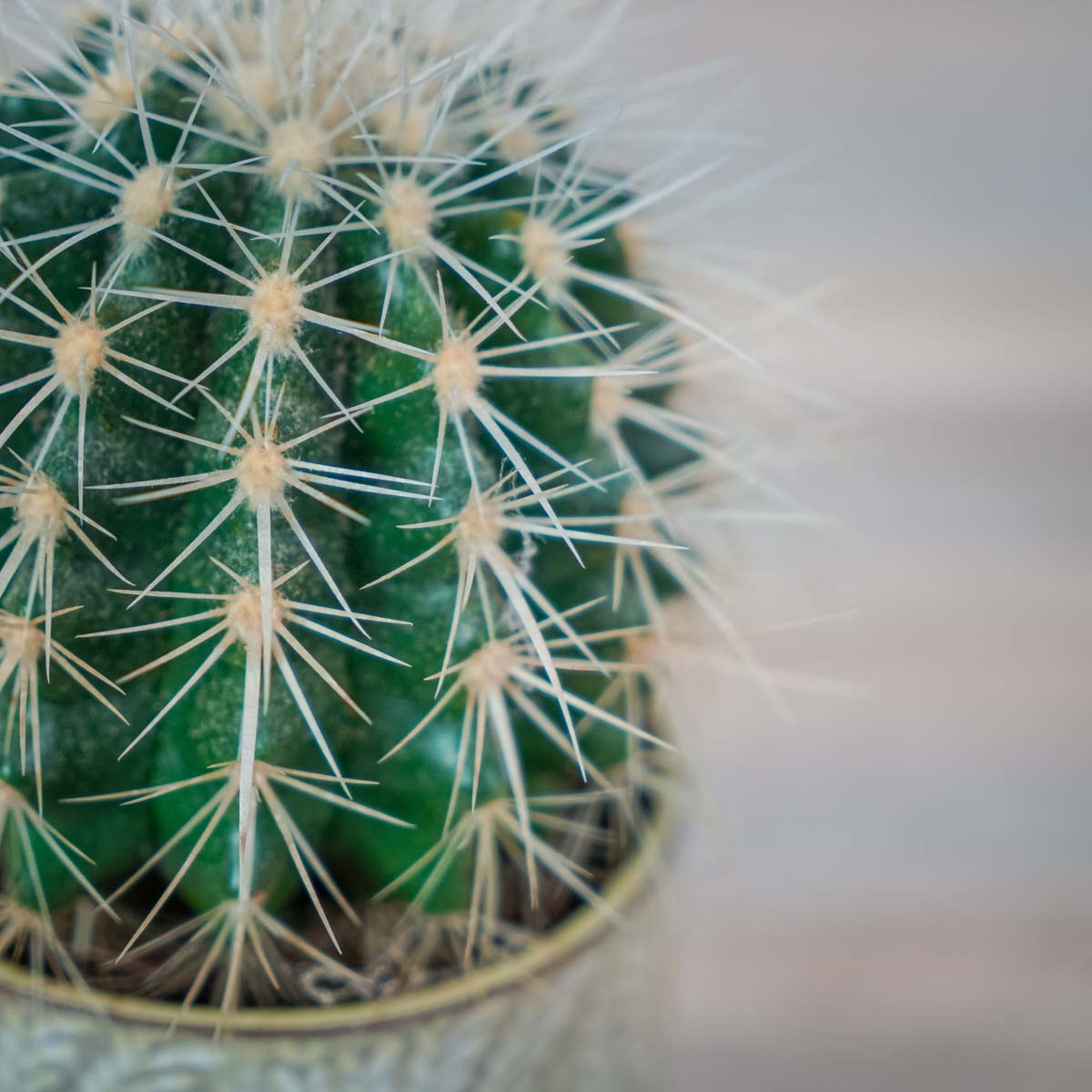 kaktus o okrągłym kształcie z wieloma długimi cierniami.