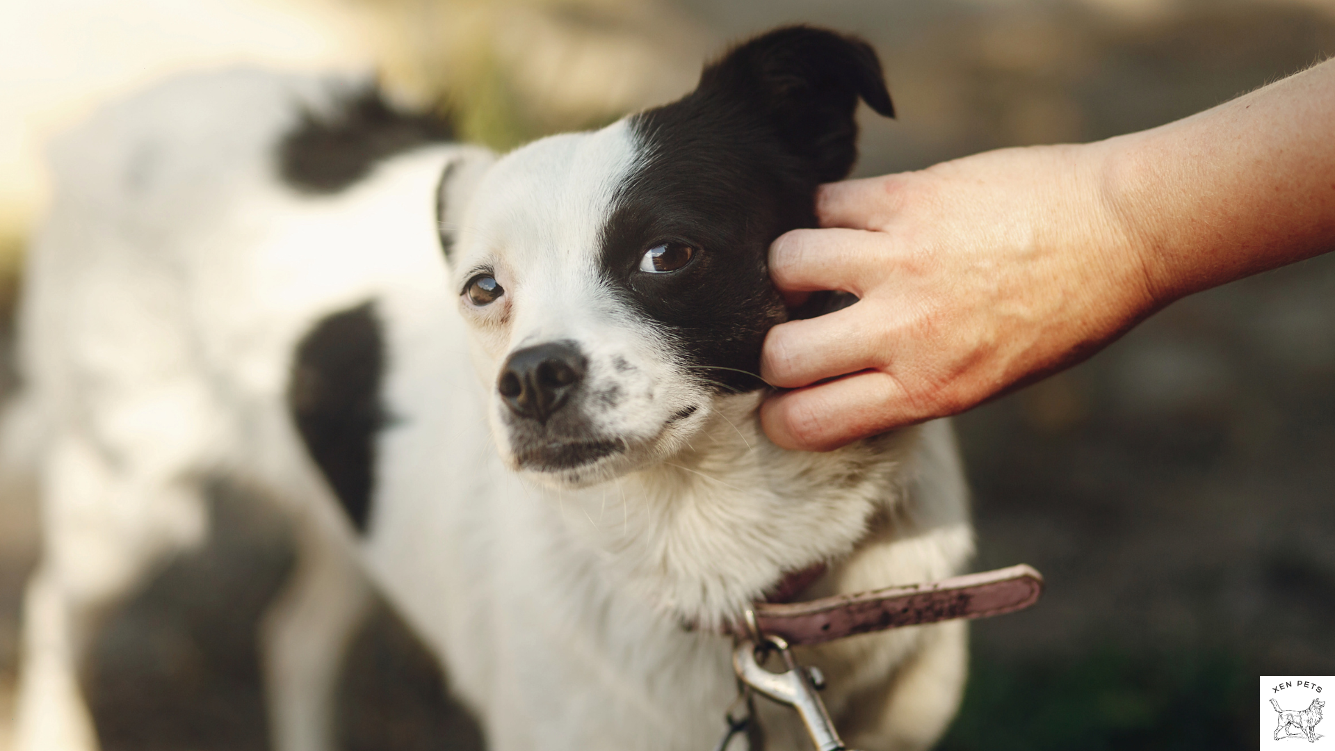 dog who doesn't like their owner