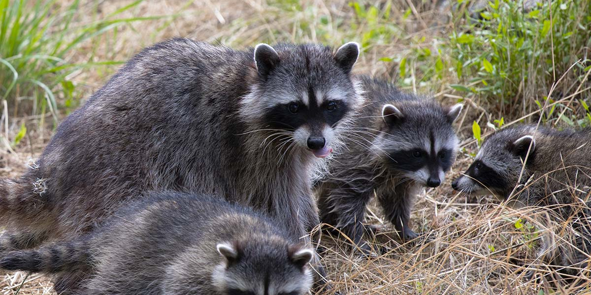 interesting animals in georgia