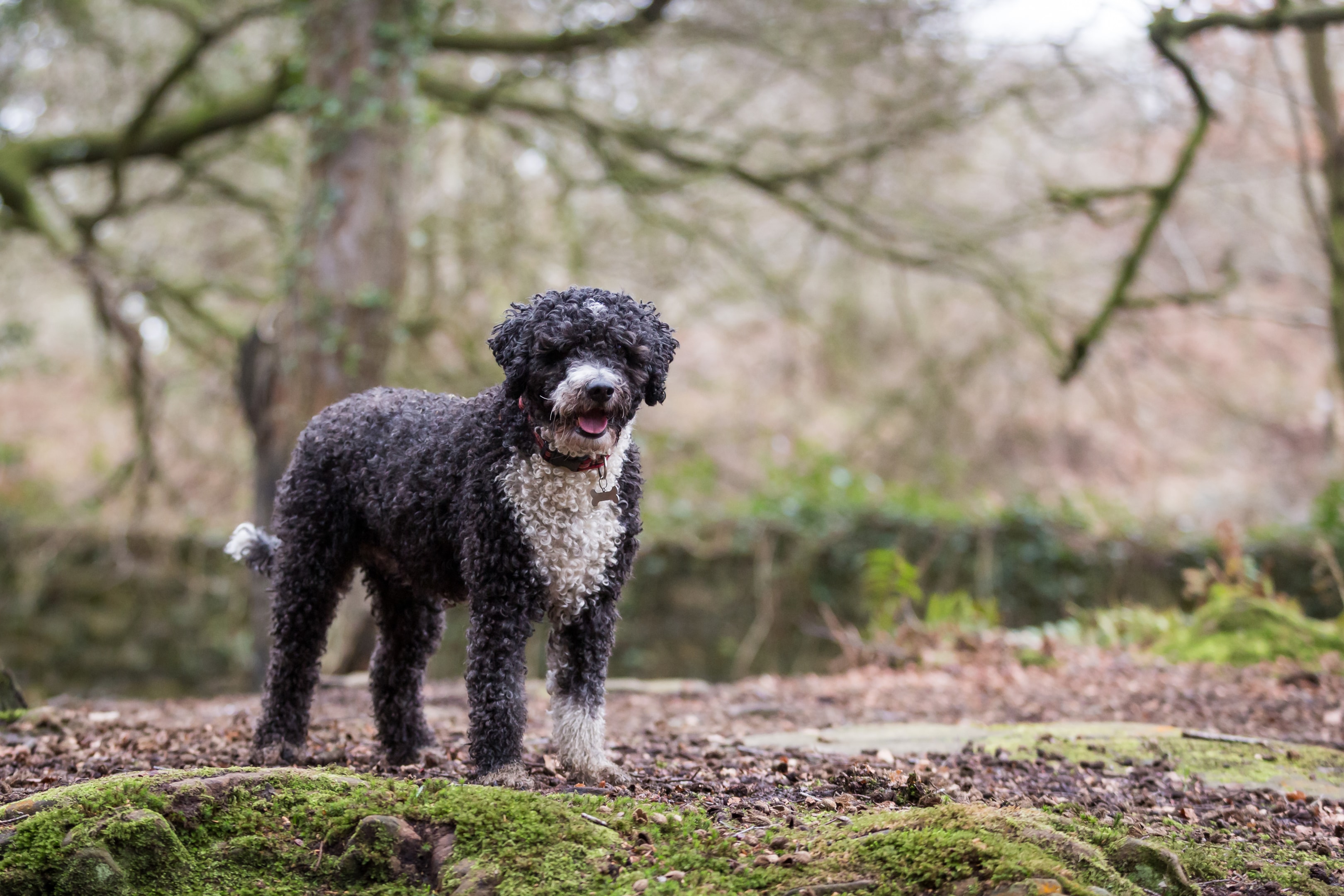 A black and white SWD showcasing his curly coat