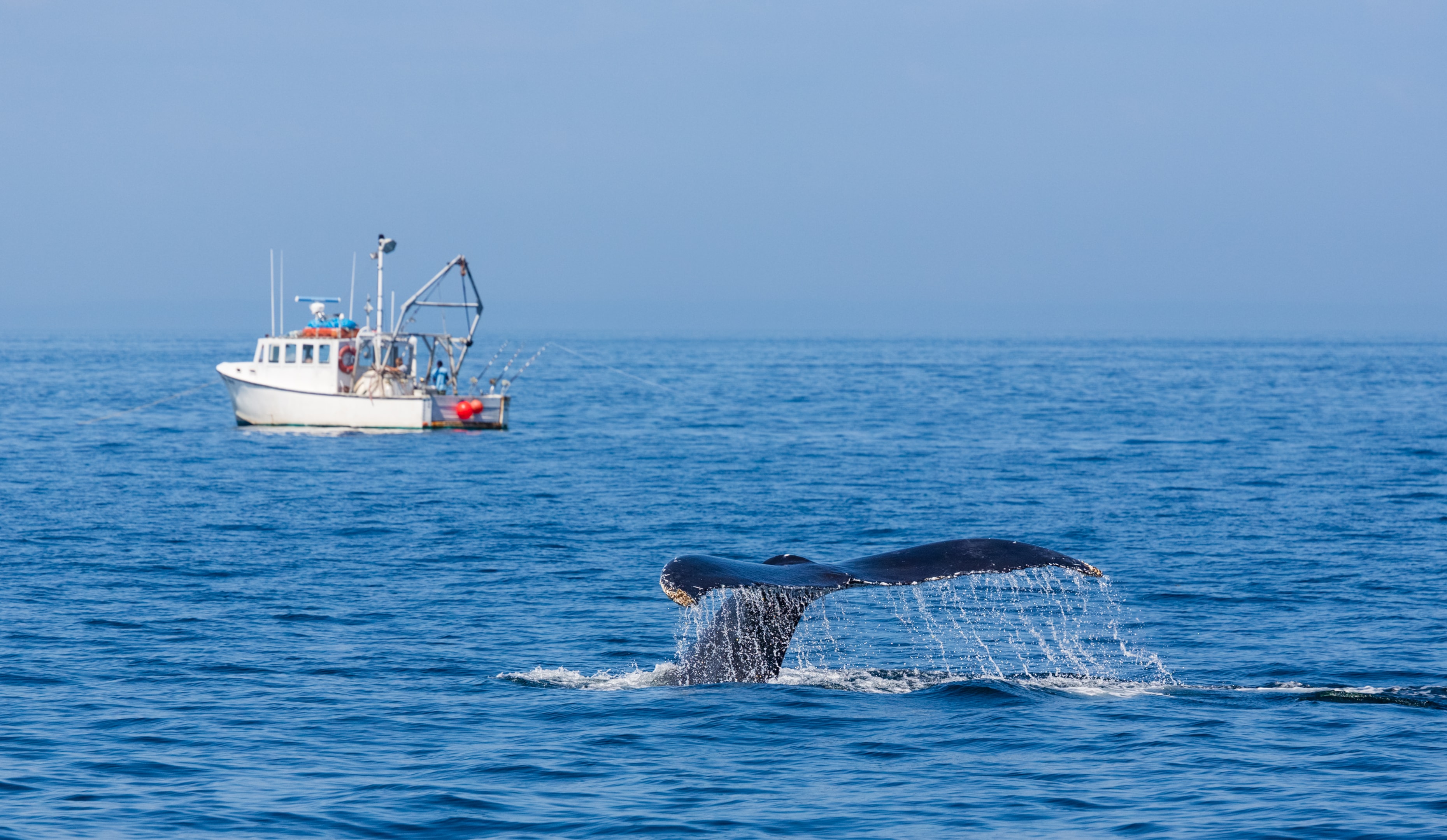                                                                                                                                                                                                                                                       whale watching tour reykjavik iceland whale watching tour whale watching humpback whales whale watching trip north iceland elding whale watching minke whales northern lights boat tours watching tour encounter whales whale sightings puffin watching sperm whales spotting whales natural habitat hop aboard white beaked dolphins incredible creatures fascinating insights marine wildlife rigid inflatable boat unforgettable experience sea conditions small islands larger boats whales local guides experienced guides tours best locations eco friendly boat tour in iceland dolphins year round weather conditions iceland puffins weather summer expect sightings porpoises other activities fish harbor afternoon islands harbour best chance world nature morning amazing unique opportunity watching night ocean trip wildlife sea season land explore adventure evening birds cruise humpback animals join capital