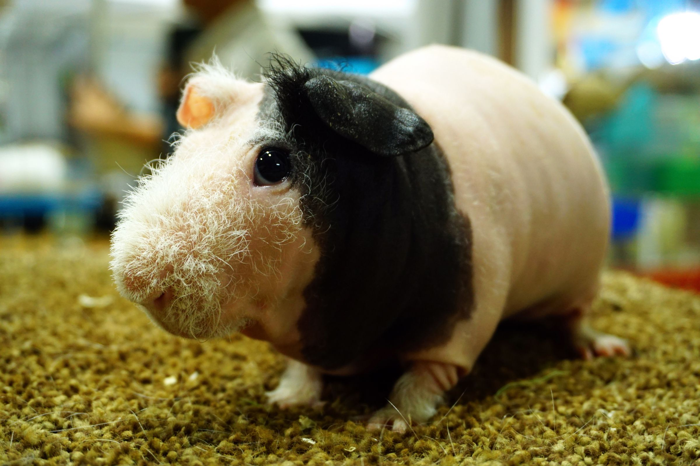 Skinny Pig