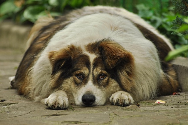 fat dog, overweight dog, outdoors