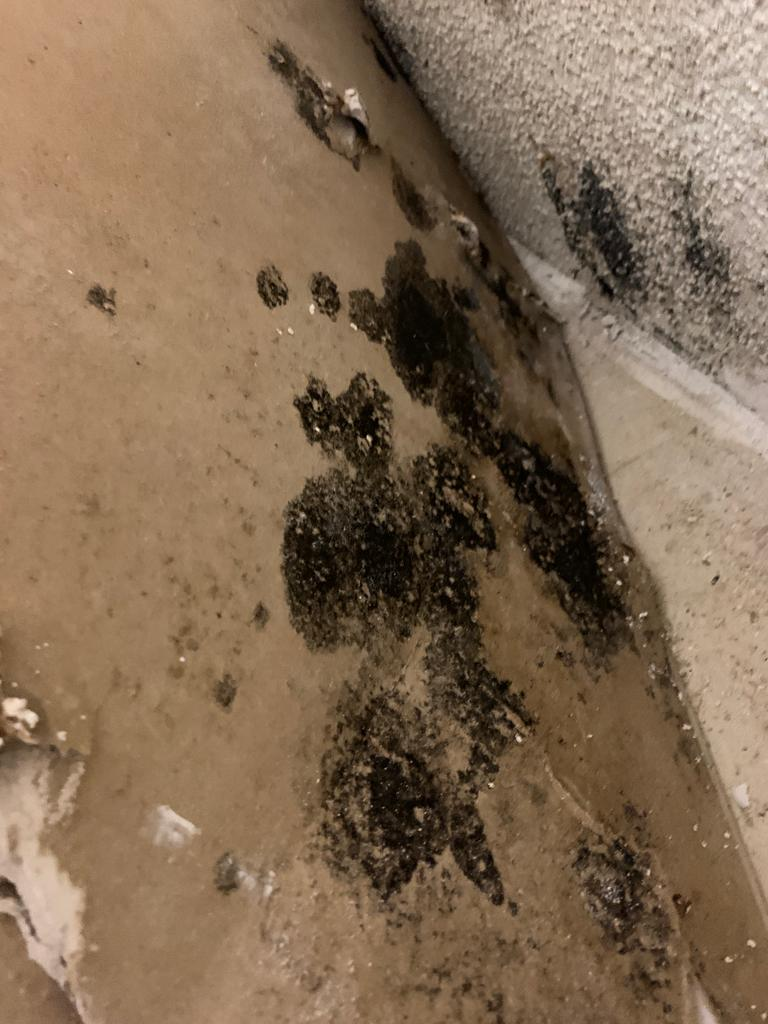 water damage restoration process mold and mildew growth