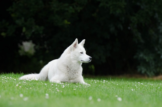 white husky, pet, lying, most popular husky breeds, originally bred, companion dog, other husky breeds, popular dog breed, other husky dogs, best husky breed, american kennel club, american eskimo dog