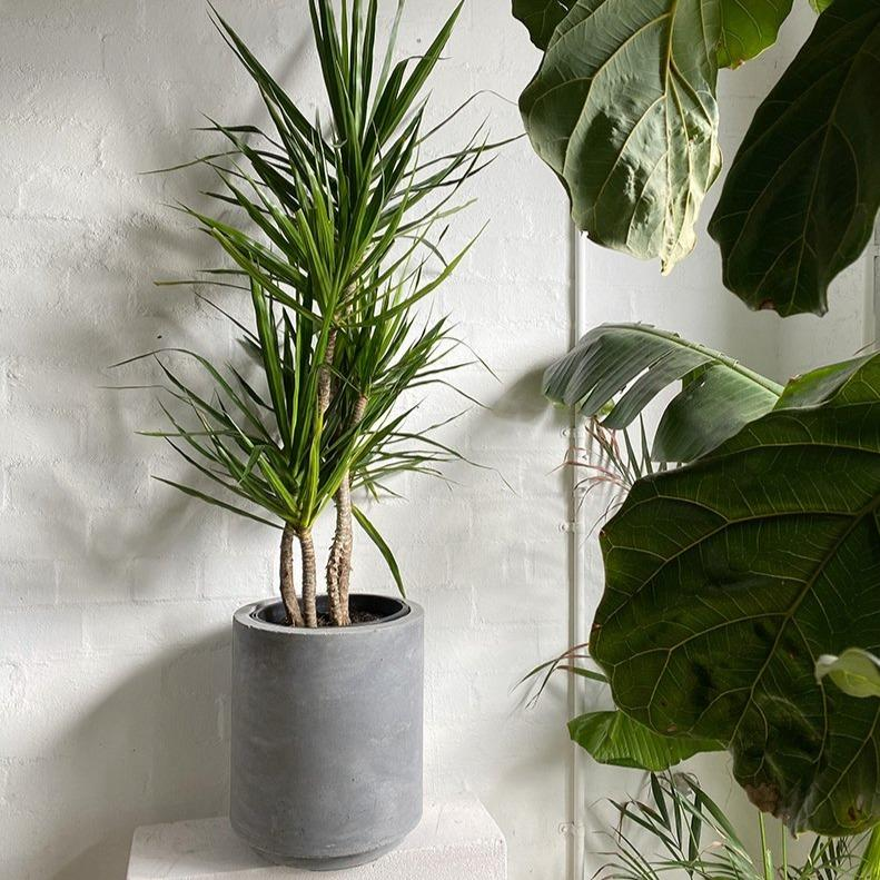 indoor trees, indoor plants