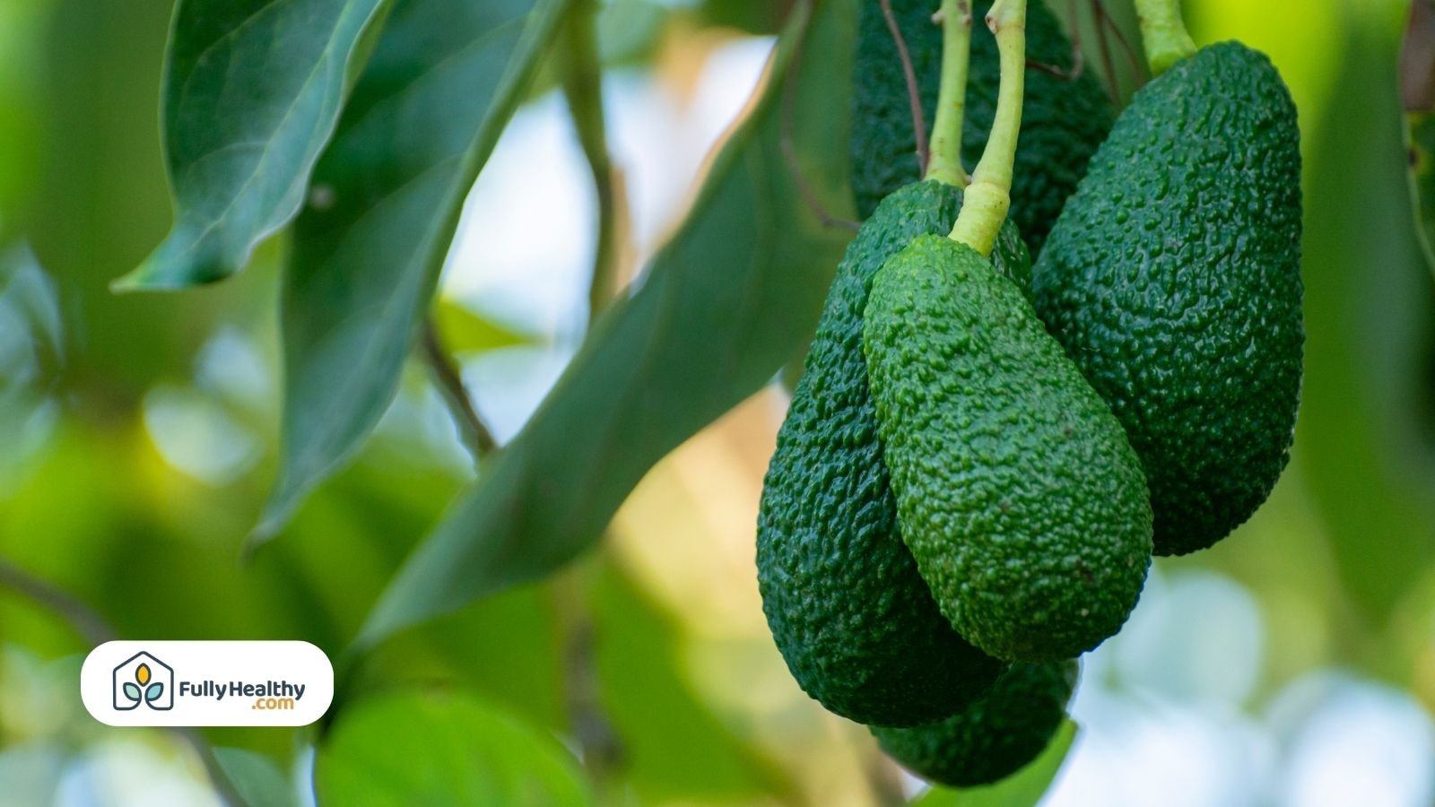 Fresh whole avocados hanging on a tree with green leaves