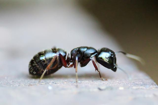 ant, insect, animal