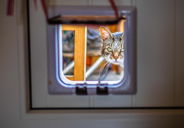 kat kijkt door kattenluik