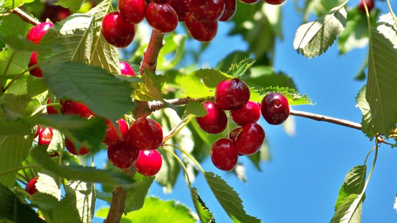 Lonas impermeables de plástico para cereza