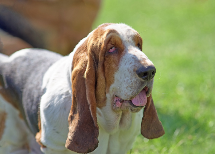 A Bloodhound dog with black. white, and tan fur