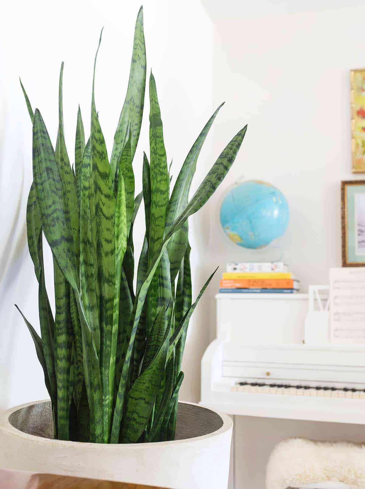 snake plants toxic, mother in law's tongue