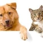 Alexandria VA Pet Odor Removal Treatment