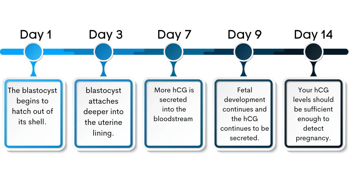 Timeline after the 14 days after embryo transfer.