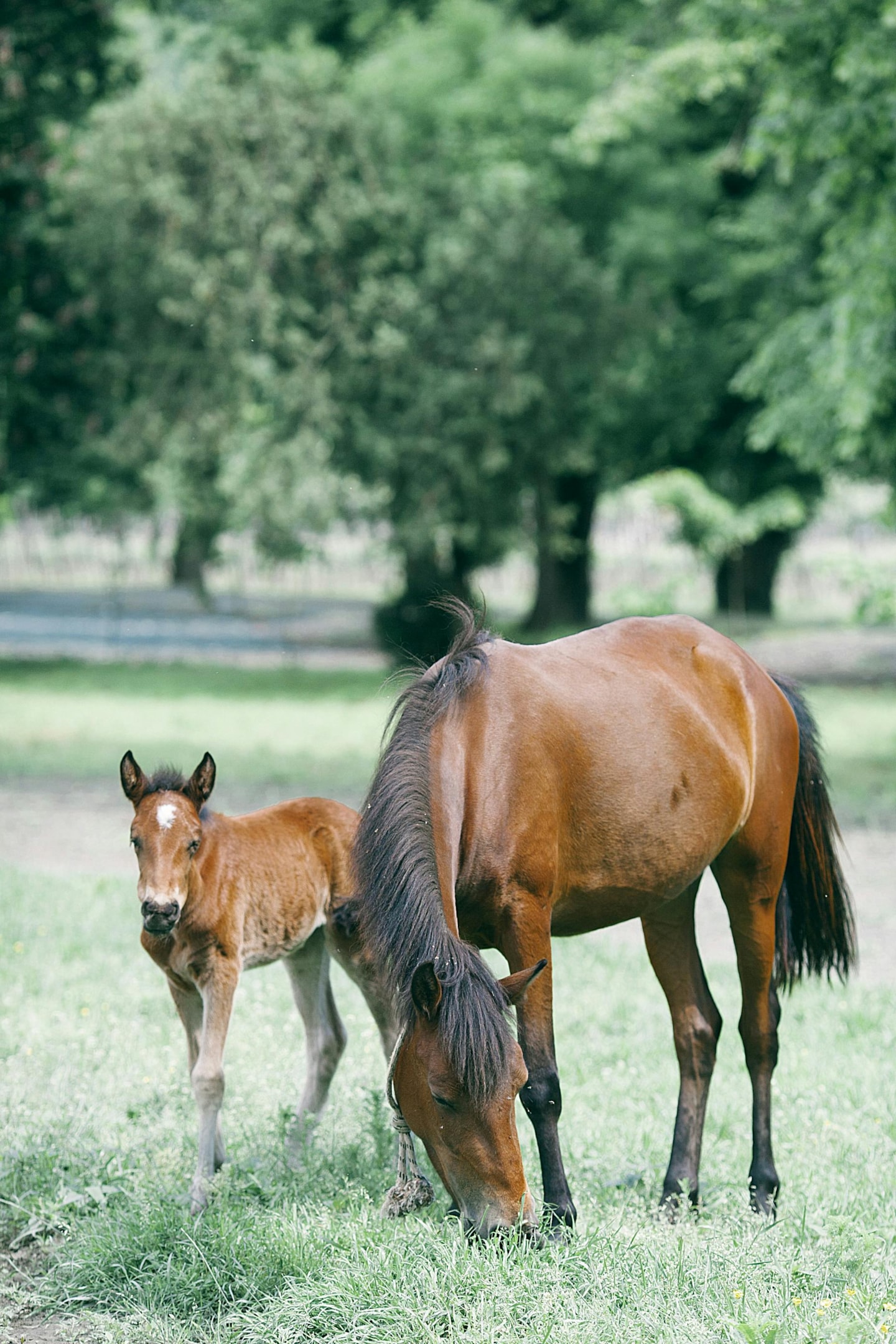 Adult chestnut horse, with sorrel foal grazing in pasture.