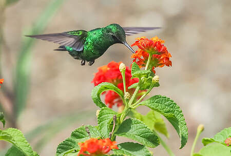 Curacao Vacation, Hummingbird