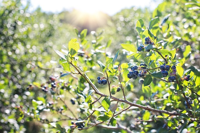 blueberries, bush, nature