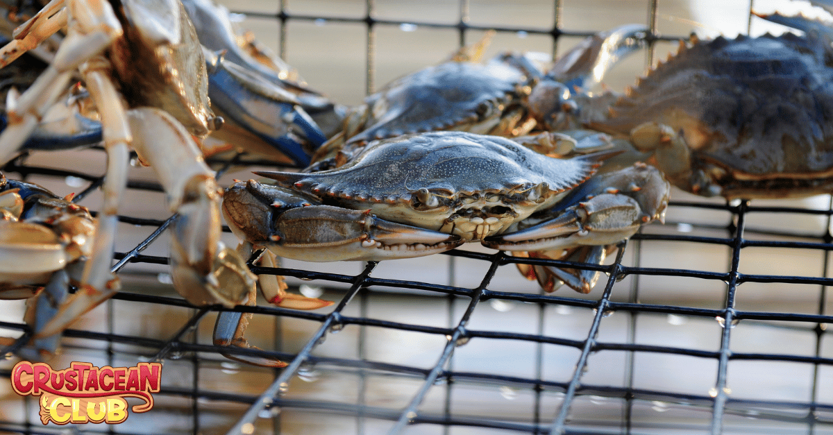 Caught crabs sitting in a cage 