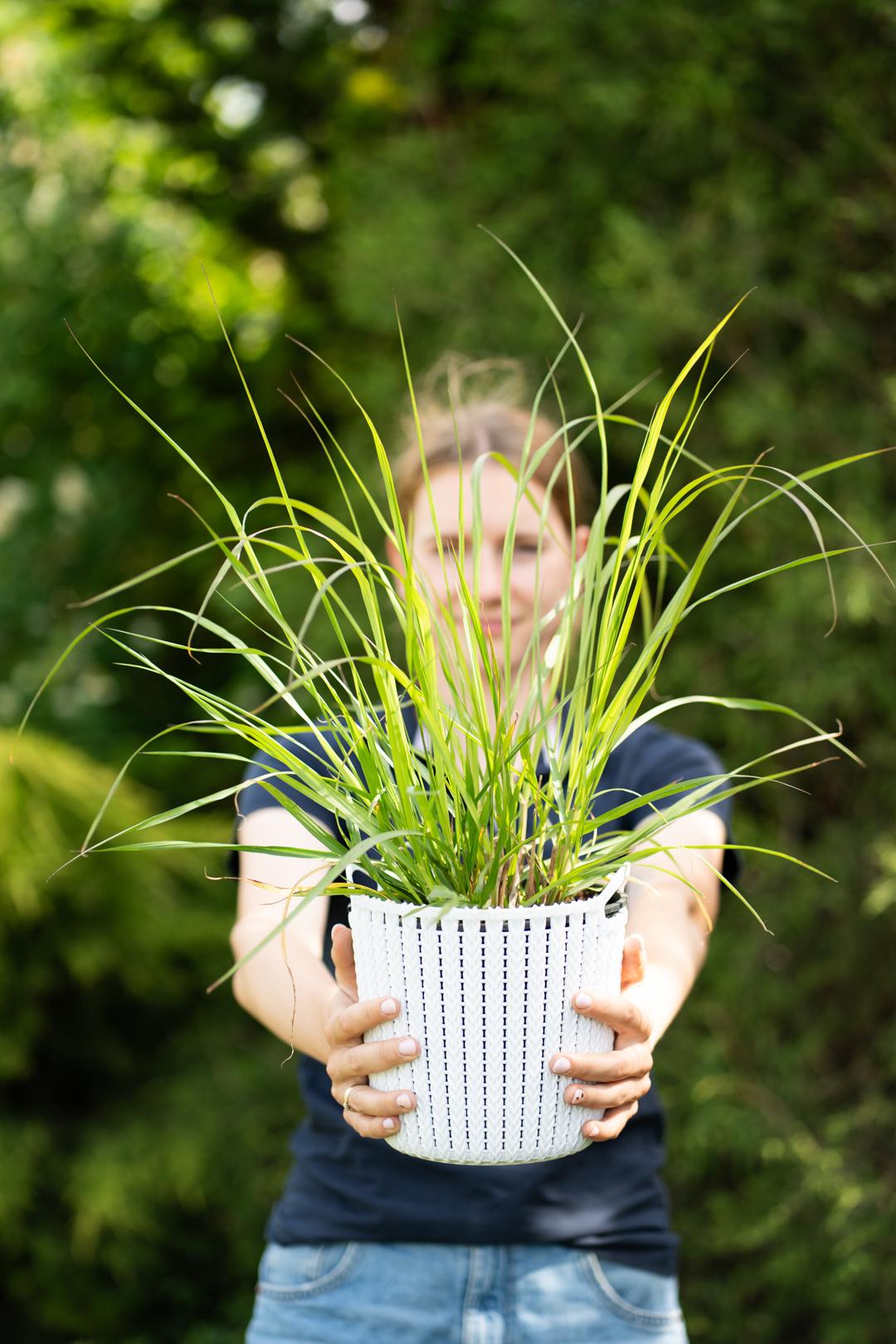Rozplenice japońskie na rabacie