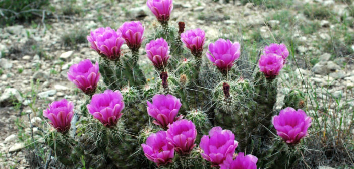 strawberries, strawberry cactus