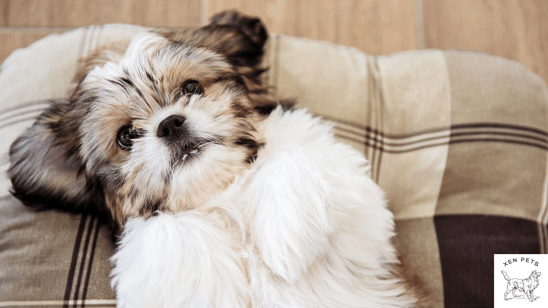 clingy shih tzu laying on a pillow