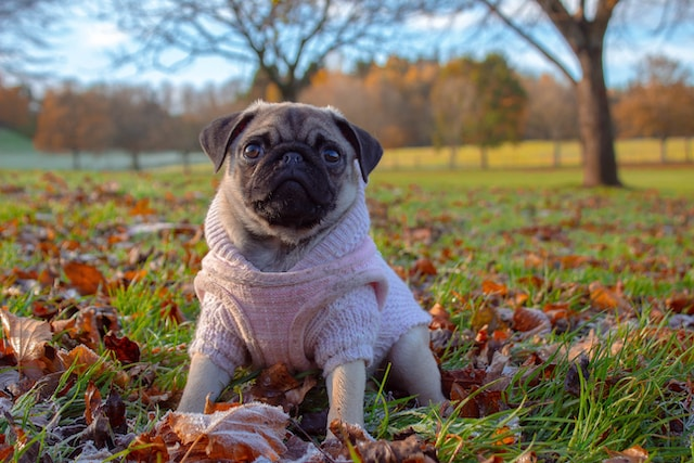 Pug Wearing Pink Clothes