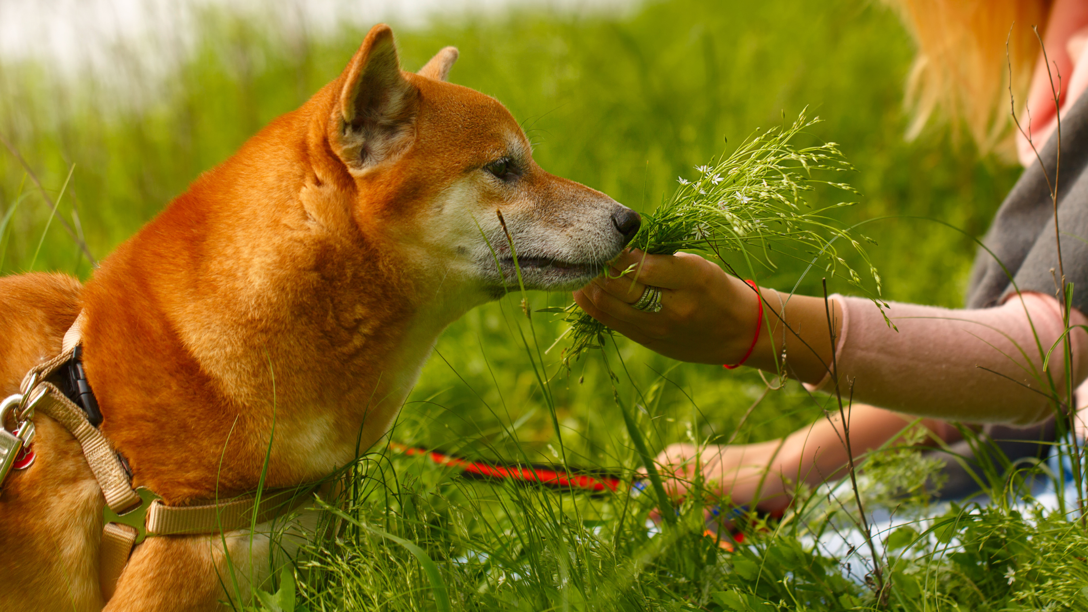 A young Shiba smelling grass
