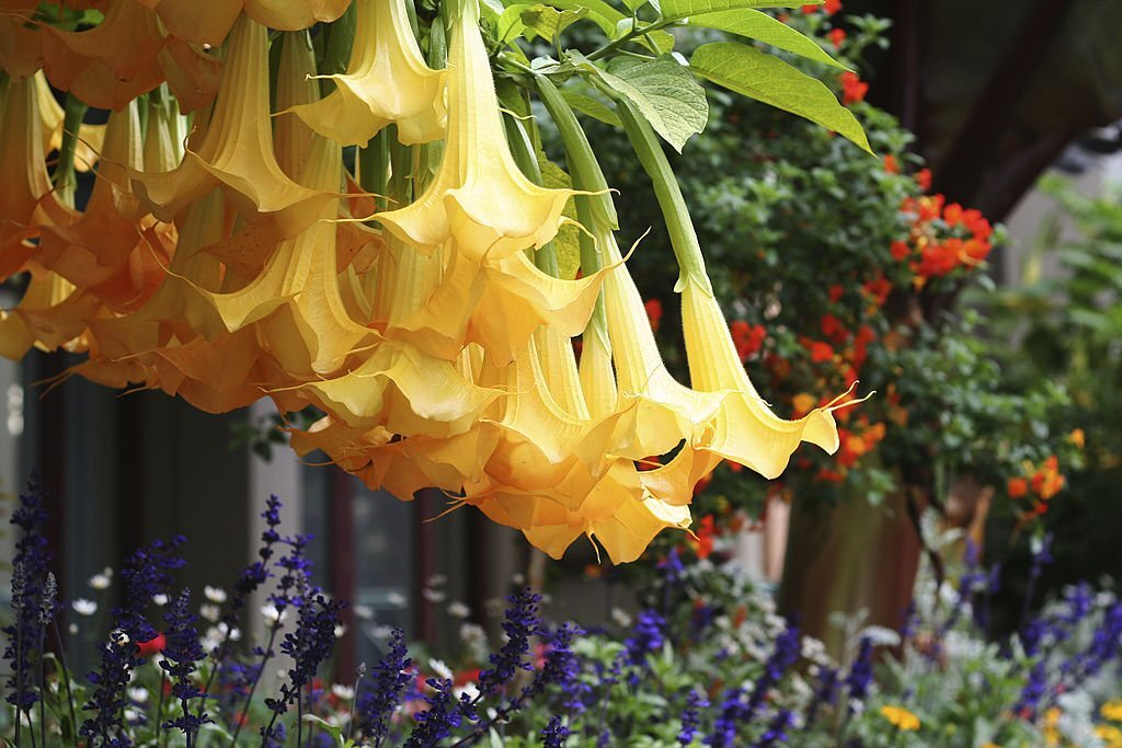28 Beautiful Flower Names That Start With A 26