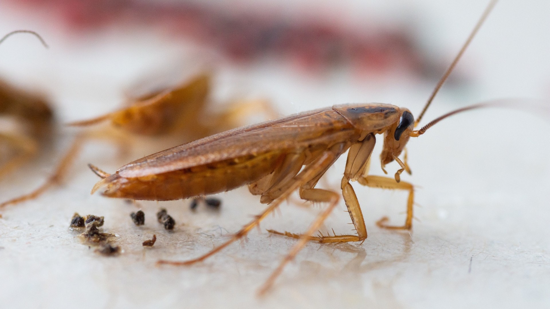 A roach pictured with roach droppings on a sticky trap.