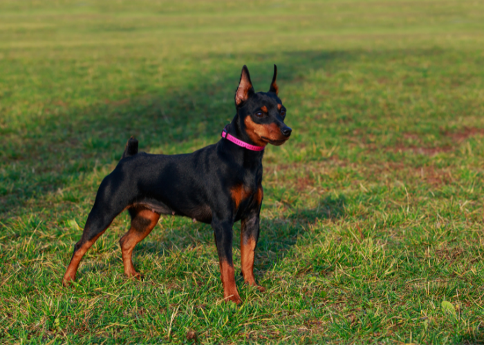 Miniature Pinscher