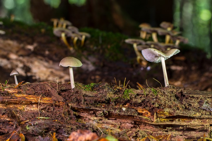 Benefits of growing magic mushrooms in Canada