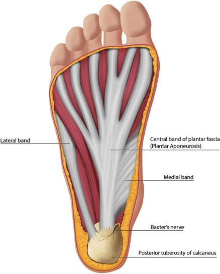 Arch Mechanics and the Plantar Fascia - Hersco Edu Center