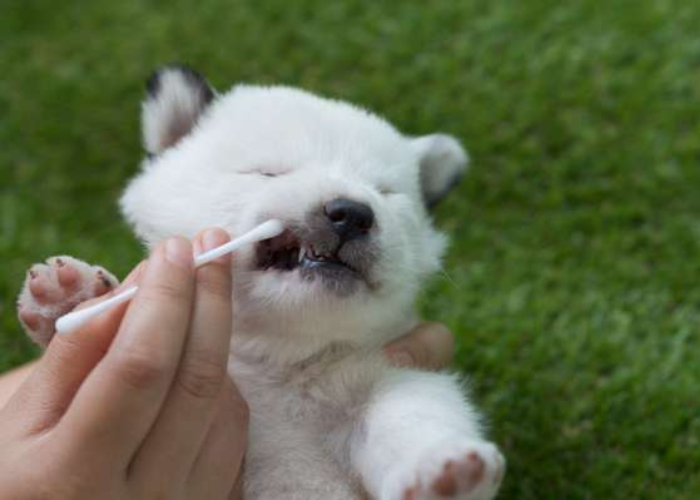 A dog with a cotton swab in its mouth, collecting a sample for a dog DNA test