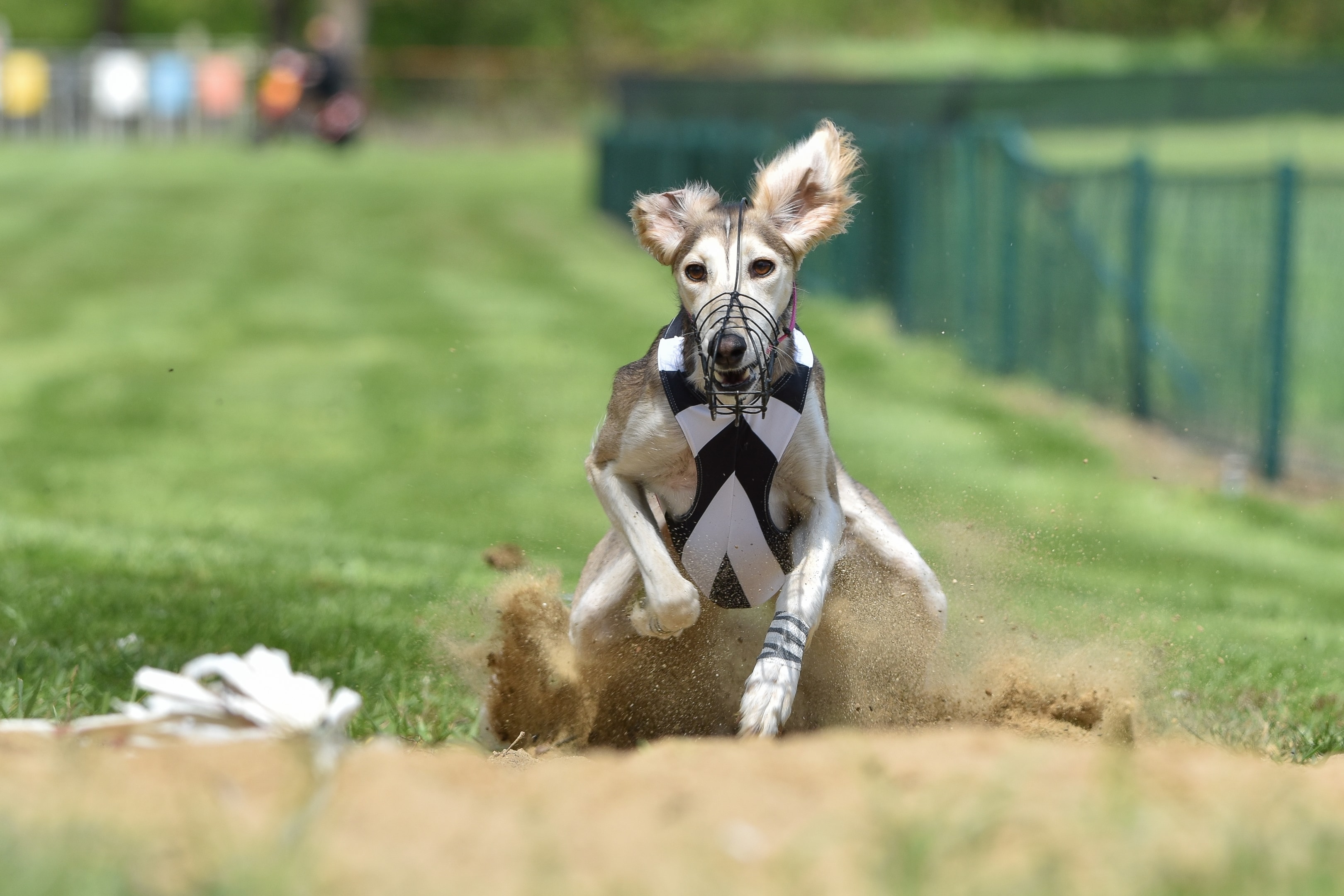 Saluki dog chasing a lure displaying its speed and prey drive 