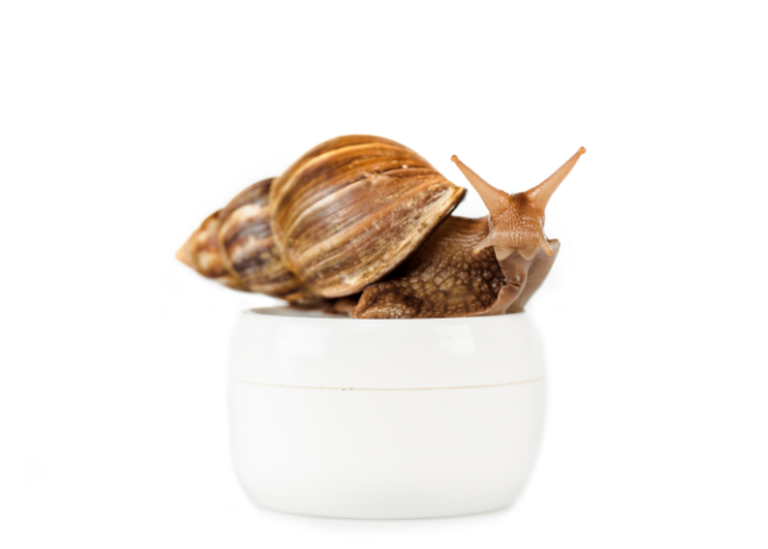 Skin types, Snail Slime, snail mucin product, healing, slime.