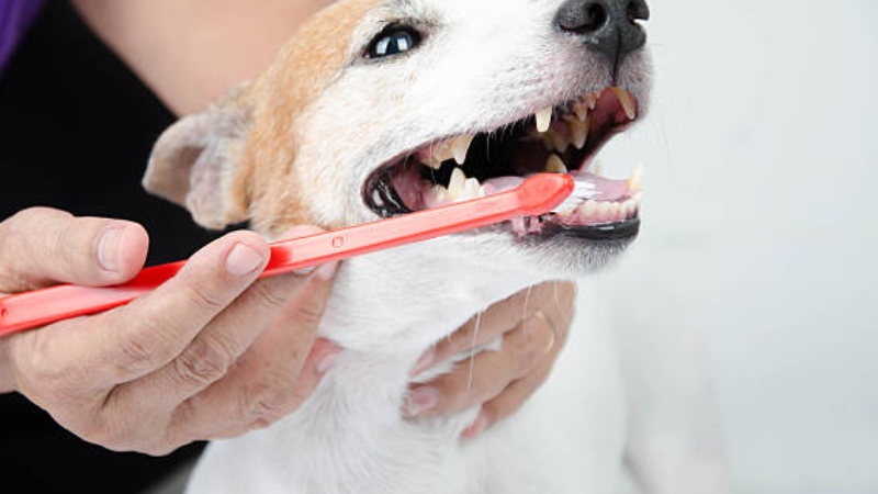 Dog toothbrush