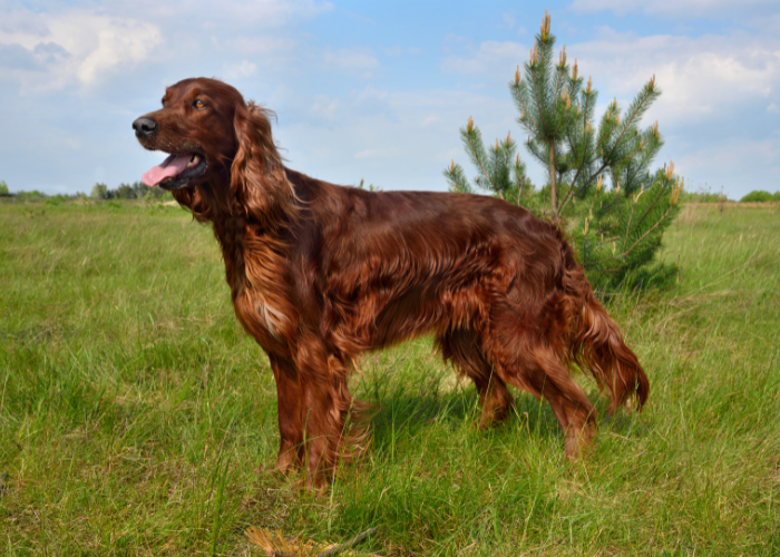 An Irish Setter, energetic and affectionate, a great family pet.