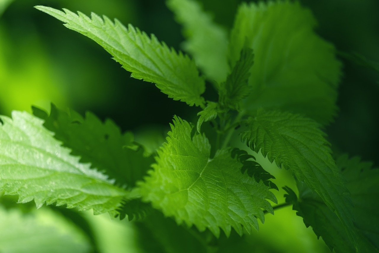 An image of Stinging Nettle leaves.