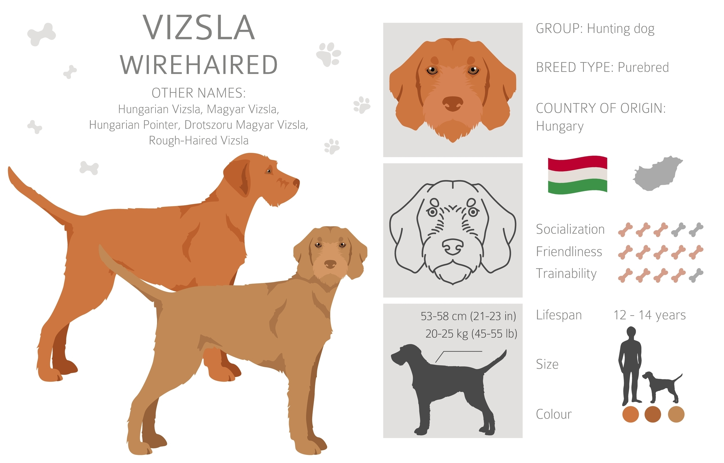 A Wirehaired Vizsla infographic