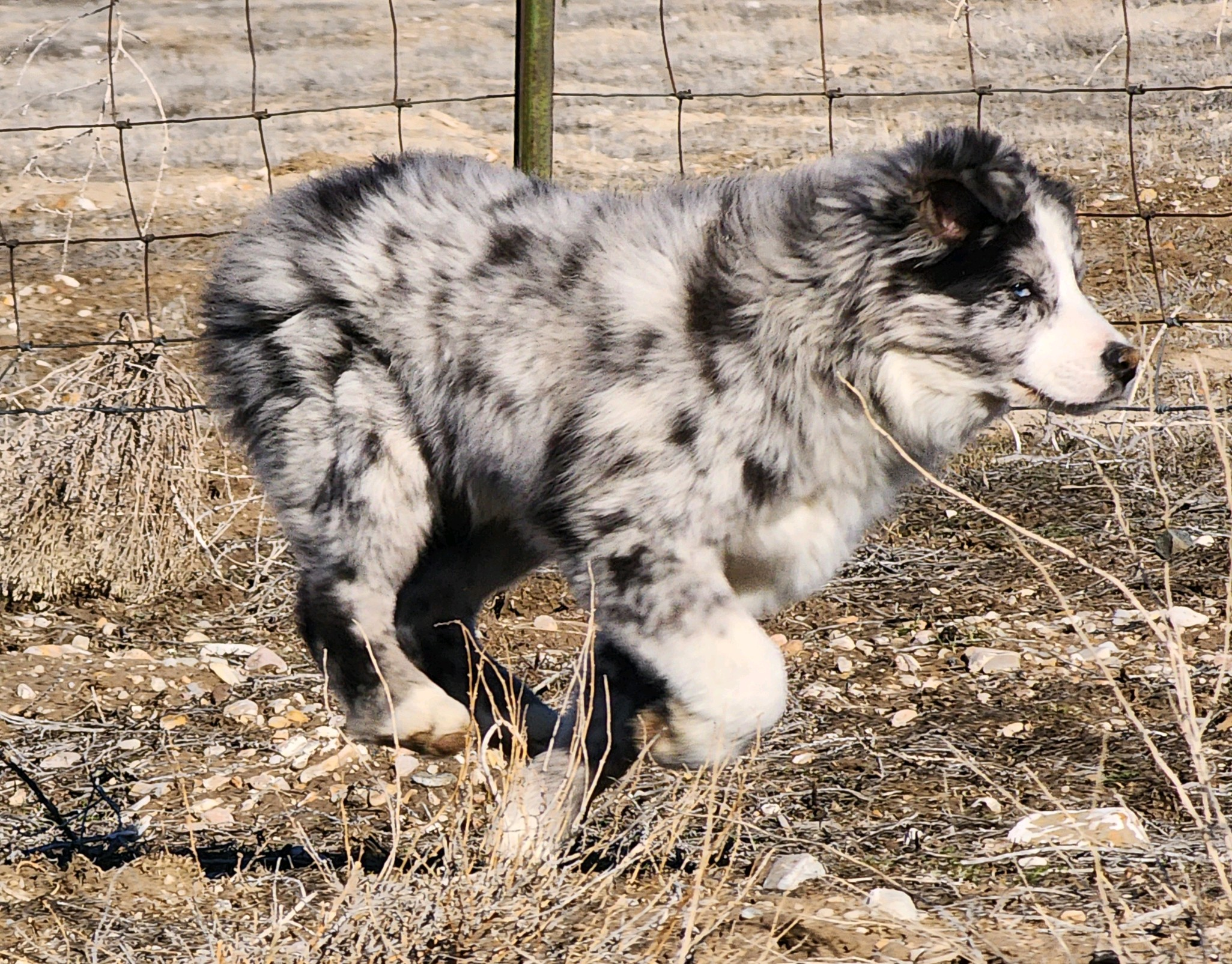 Photo provided by: Annie Young - AY Stock Dogs- Australian Shepherd