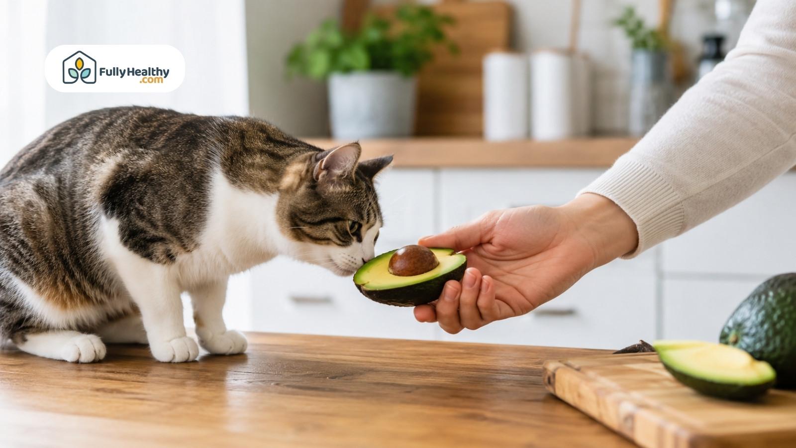 Cat sniffing avocado half held by hand on kitchen counter