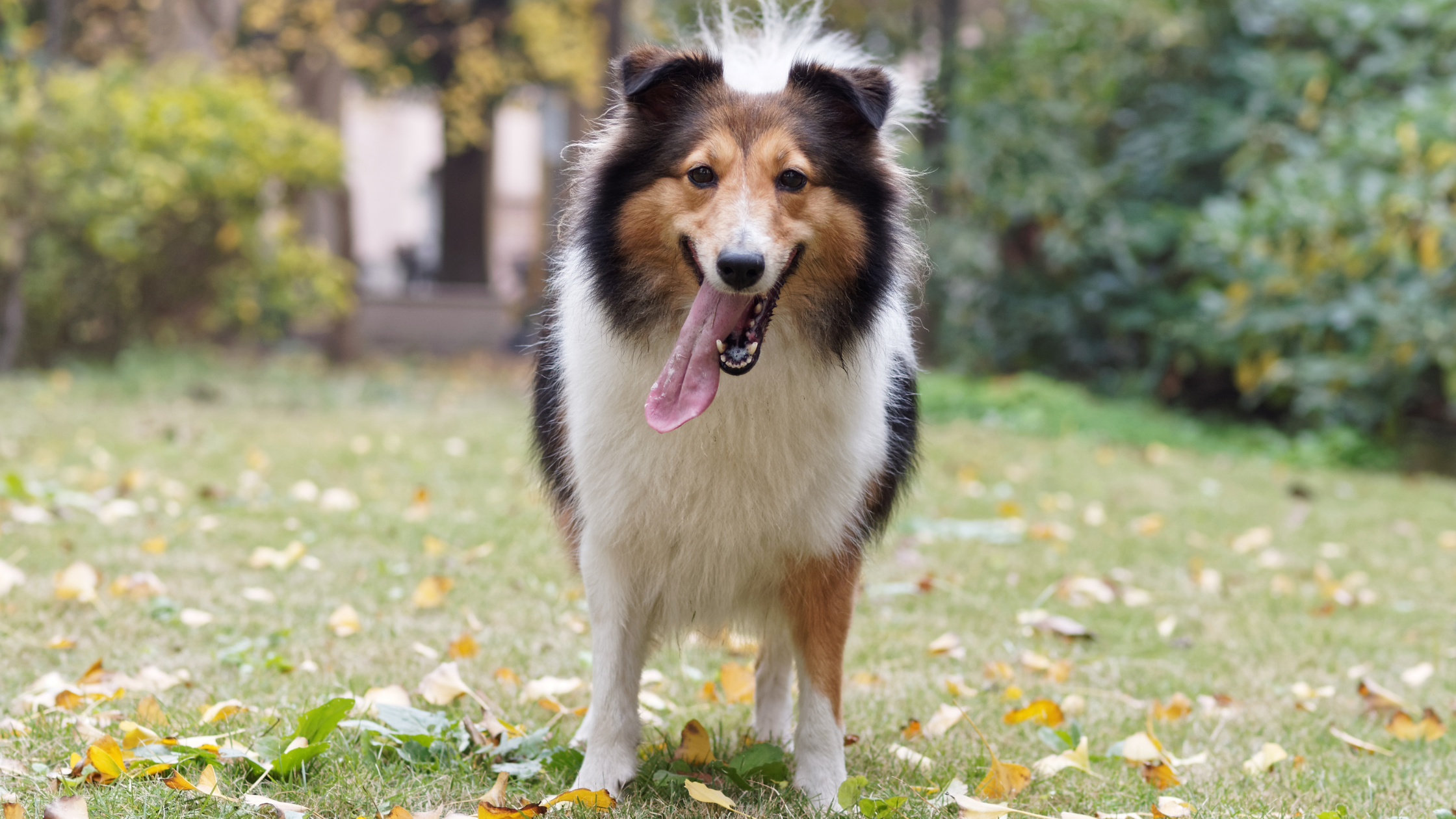 A smiling sheltie in a back yard