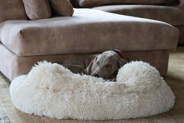 Grey Dog Sleeping On Fluffy White Pet Bed