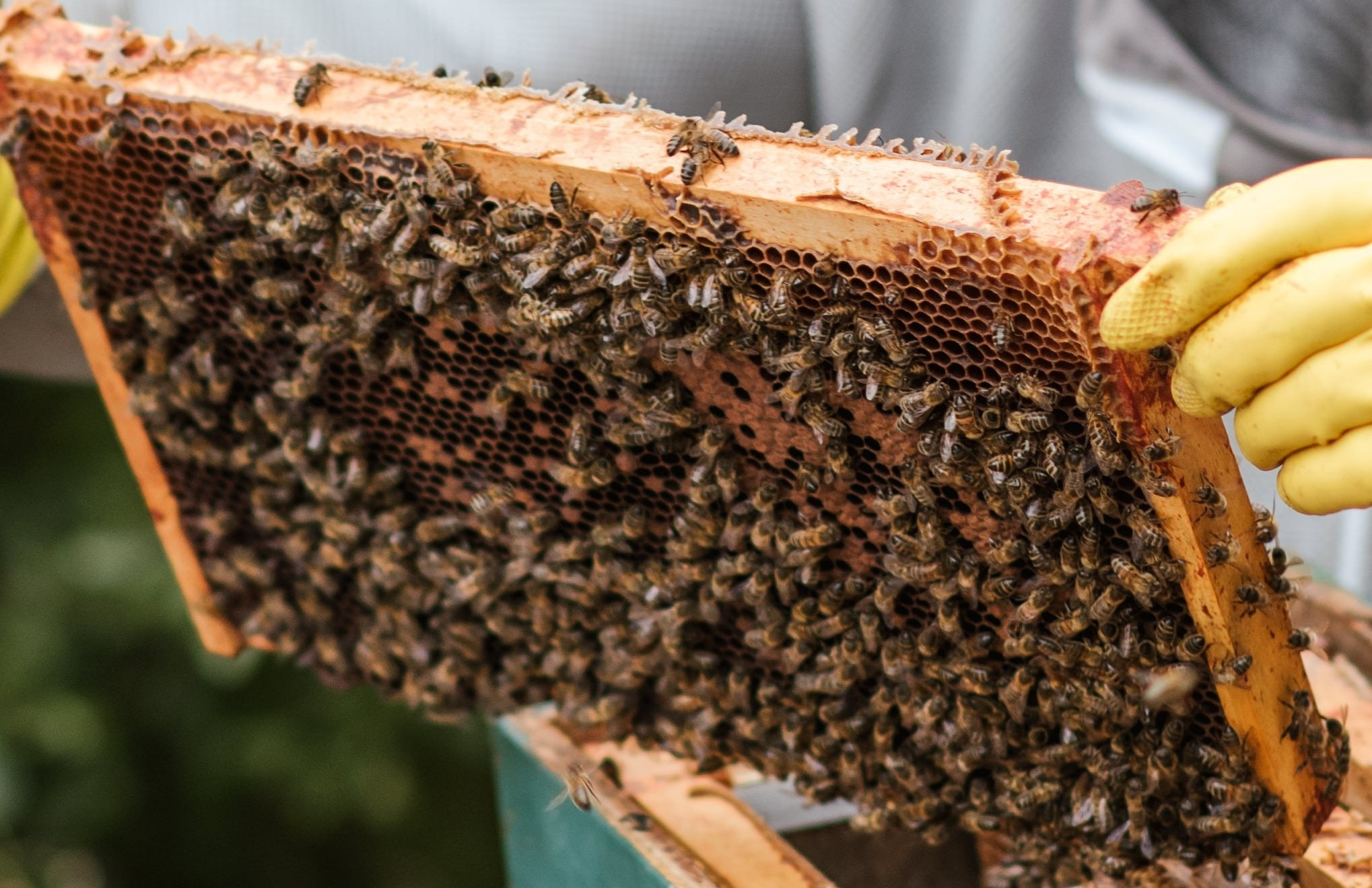 During the comb-building season, wax combs are being built and repaired inside the hives