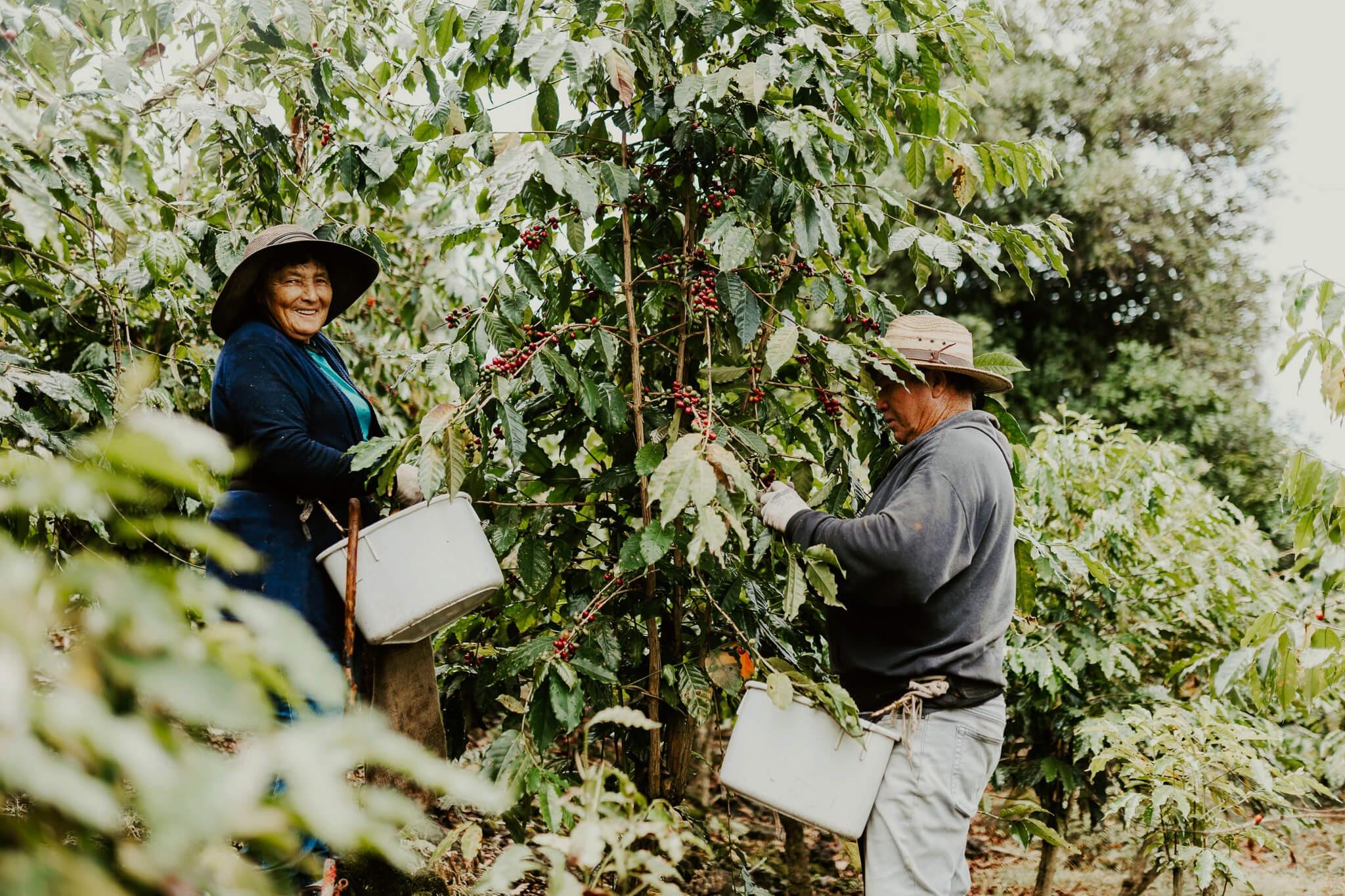Kona coffee farmers hand-picking ripe coffee cherries on a small family farm in Hawaii