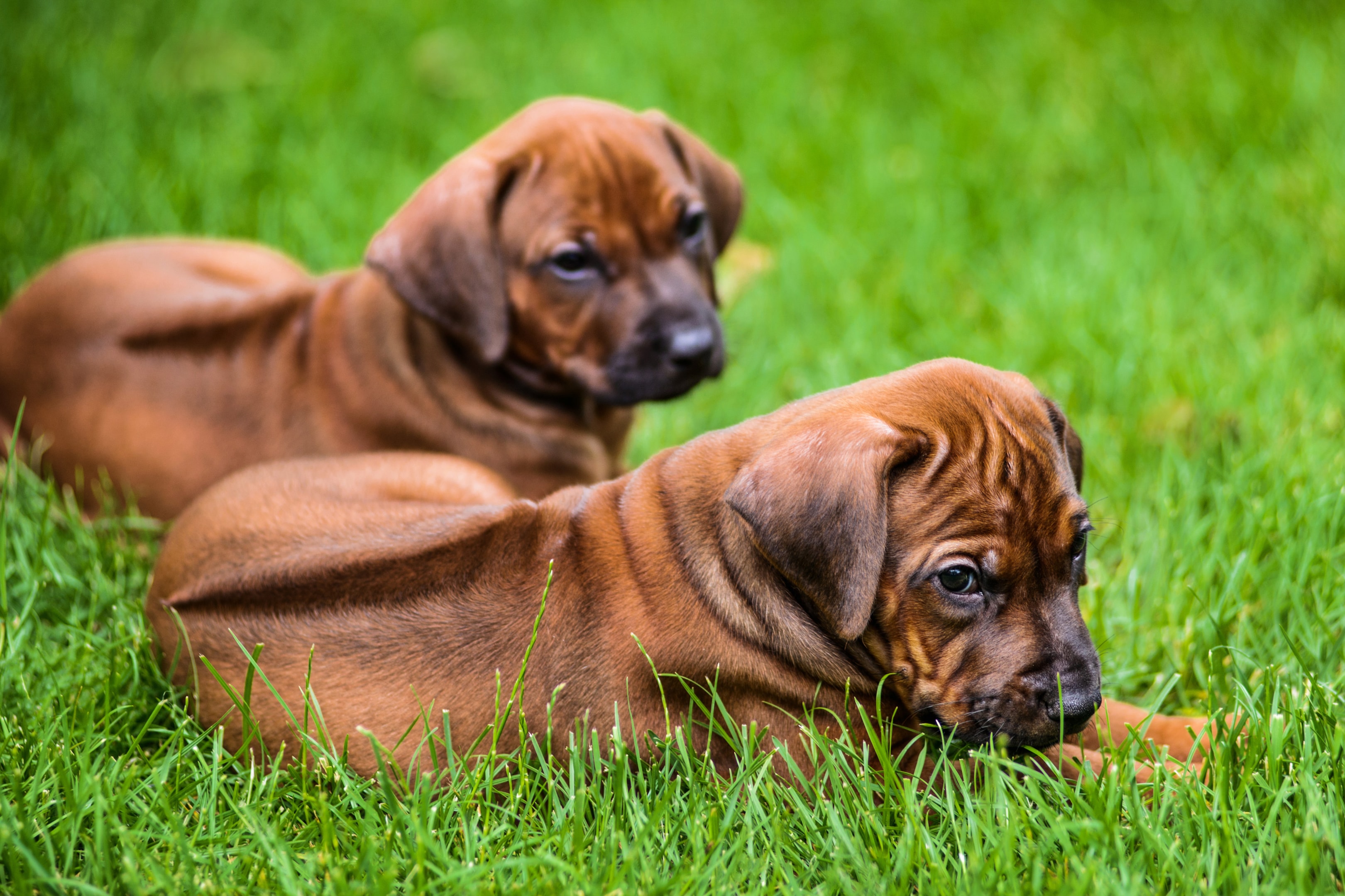 Two puppy Ridgebacks laying in green grass