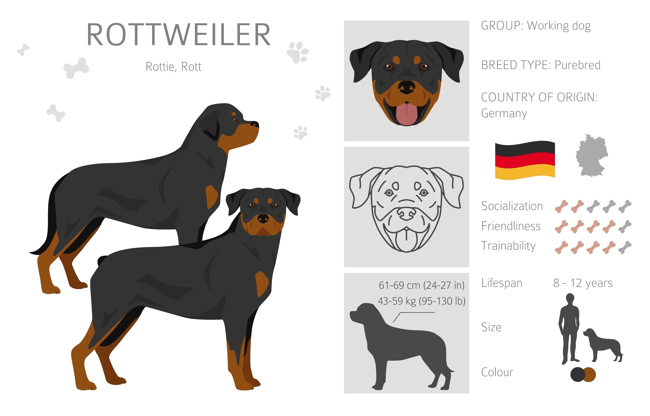 An infographic of the rottweiler rottweilers