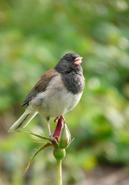 dark-eyed junco, bird, animal