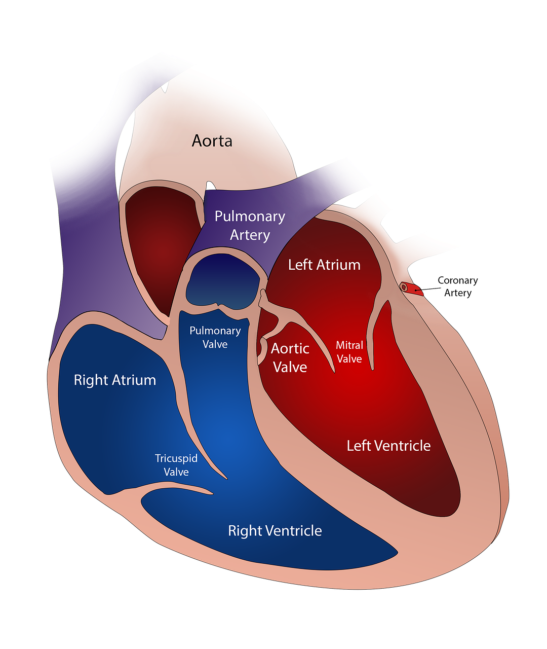 heart scientific diagram
